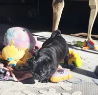 Billy, a male Pug for sale in Eagle Point, OR – Photo 2 of 6