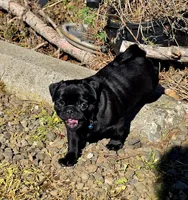 Billy, a male Pug for sale in Eagle Point, OR – Photo 4 of 6