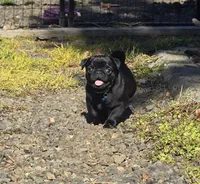 Billy, a male Pug for sale in Eagle Point, OR – Photo 3 of 6