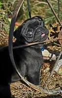Billy, a male Pug for sale in Eagle Point, OR – Photo 6 of 6