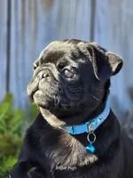 Billy, a male Pug for sale in Eagle Point, OR – Photo 5 of 6