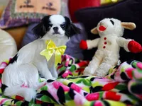 Spider Baby, a female Cavalier King Charles Spaniel and Japanese Chin for sale in Eagle Point, OR – 5 of 9