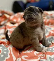 processed/2d387dec-7176-4894-8e35-c35576ae9be7/listing/7784099d-a7fd-404d-94c5-d676a4fdae13/e04de136-1d38-4a03-b0fb-44f79078d18b