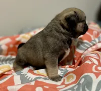 processed/2d387dec-7176-4894-8e35-c35576ae9be7/listing/d4d801a4-1bab-4556-828d-e07f797b7224/a4ab3f39-6cdb-4541-99c4-06c6bf394f3d