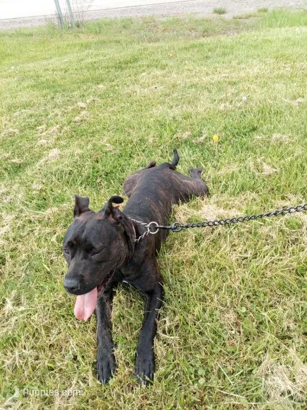 Remy – American Pit Bull Terrier puppy for sale in Hannibal, OH