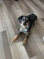 Zoey, a female Australian Shepherd and Dachshund for sale in Cleveland, OH – 3 of 3