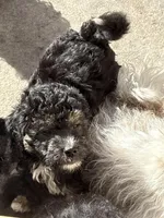 Perseus, a male Miniature Aussiedoodle for sale in Cocoa, FL – Photo 2 of 2