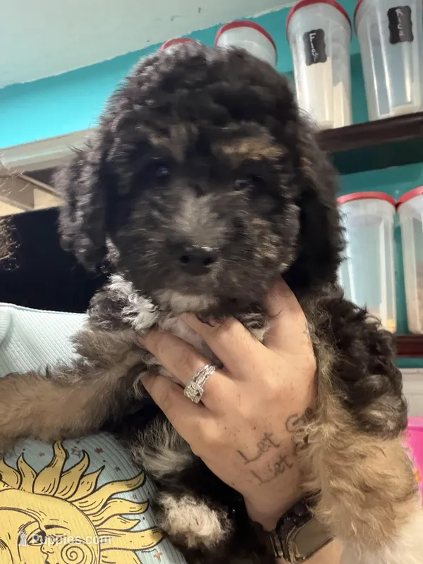 Perseus – Miniature Aussiedoodle puppy for sale in Cocoa, FL