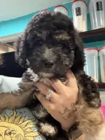 Perseus, a male Miniature Aussiedoodle for sale in Cocoa, FL – Photo 1 of 2