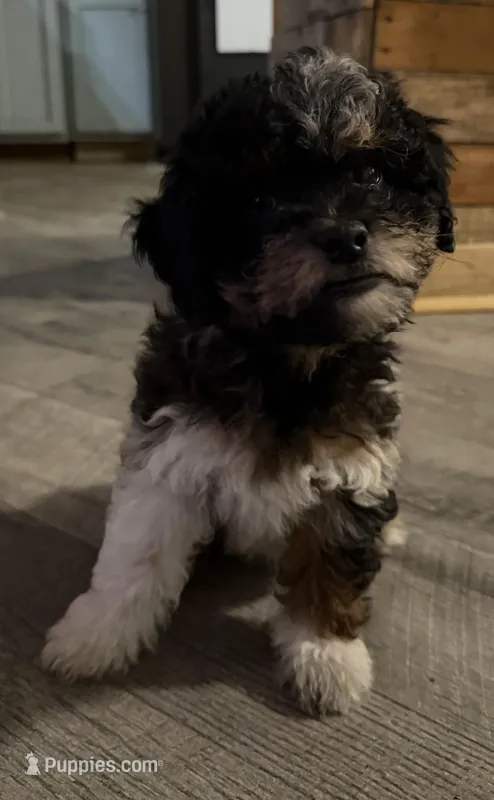 Andromeda – Miniature Aussiedoodle puppy for sale in Cocoa, FL
