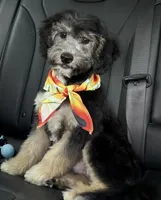 Perseus, a male Miniature Aussiedoodle for sale in Cocoa, FL – Photo 3 of 4