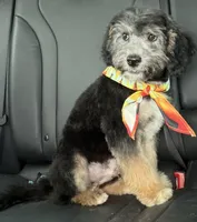 Perseus, a male Miniature Aussiedoodle for sale in Cocoa, FL – Photo 4 of 4