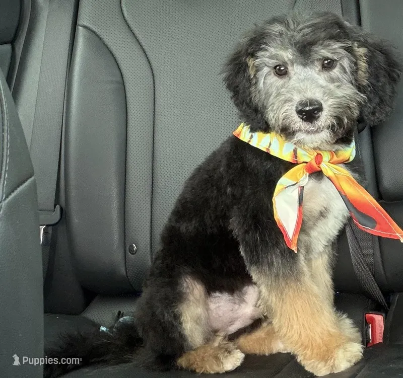 Perseus, a male Miniature Aussiedoodle for sale in Cocoa, FL – Photo 1 of 4