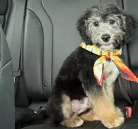 Perseus, a male Miniature Aussiedoodle for sale in Cocoa, FL – Photo 1 of 4