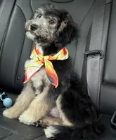 Perseus, a male Miniature Aussiedoodle for sale in Cocoa, FL – Photo 2 of 4