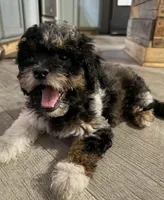 Andromeda, a female Miniature Aussiedoodle for sale in Cocoa, FL – Photo 3 of 3