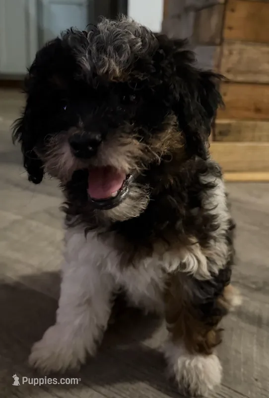 Andromeda – Miniature Aussiedoodle puppy for sale in Cocoa, FL