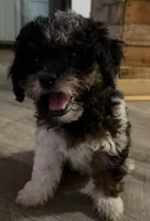 Andromeda, a female Miniature Aussiedoodle for sale in Cocoa, FL – Photo 1 of 3