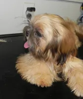 Chip, a male Shih Tzu for sale in Hillsboro, MO – 7 of 8