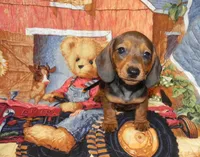 AKC Atlas, a male Miniature Dachshund for sale in Hillsboro, MO – 2 of 9