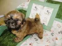 AKC Chip, a male Shih Tzu for sale in Hillsboro, MO – 6 of 8