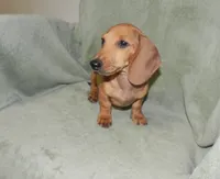 Ace, a male Miniature Dachshund for sale in Hillsboro, MO – 1 of 4