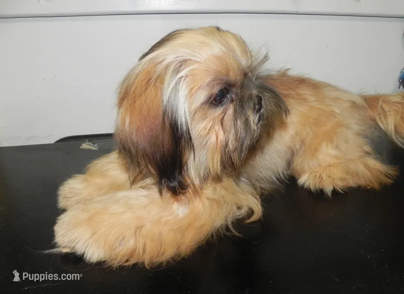 Chip – Shih Tzu puppy for sale in Hillsboro, MO