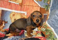 AKC Atlas, a male Miniature Dachshund for sale in Hillsboro, MO – 8 of 9