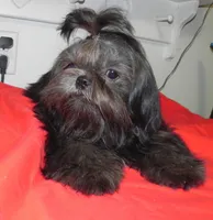 Cricket, a female Shih Tzu for sale in Hillsboro, MO – 7 of 9
