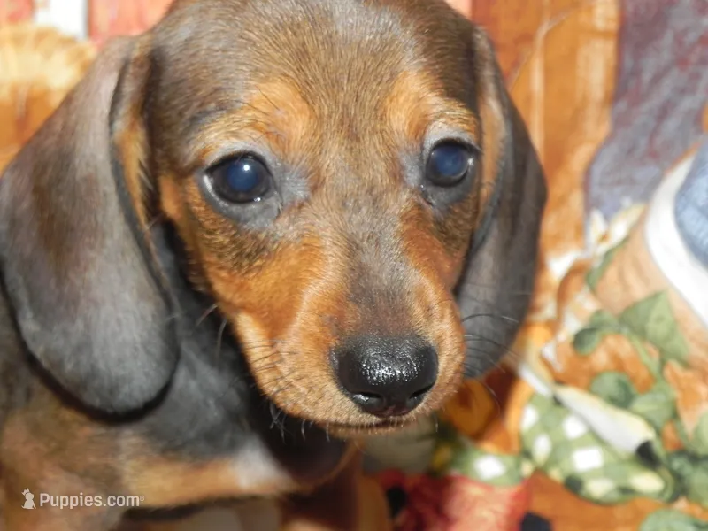 AKC Atlas – Miniature Dachshund puppy for sale in Hillsboro, MO