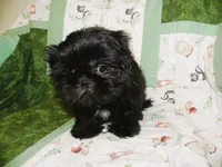 AKC Cricket, a female Shih Tzu for sale in Hillsboro, MO – 5 of 10