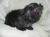 Cricket, a female Shih Tzu for sale in Hillsboro, MO – 2 of 9