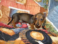 AKC Atlas, a male Miniature Dachshund for sale in Hillsboro, MO – 7 of 9