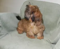 Chip, a male Shih Tzu for sale in Hillsboro, MO – 3 of 7