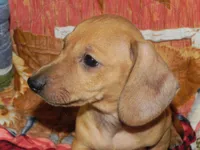 AKC Axel, a male Dachshund for sale in Hillsboro, MO – 2 of 8