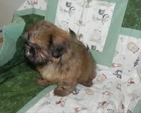 AKC Chip, a male Shih Tzu for sale in Hillsboro, MO – 7 of 8