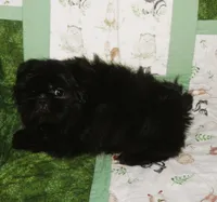AKC Cricket, a female Shih Tzu for sale in Hillsboro, MO – 9 of 10