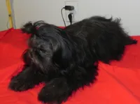 Cricket, a female Shih Tzu for sale in Hillsboro, MO – 4 of 9