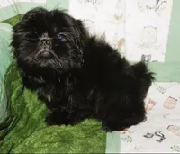AKC Cricket, a female Shih Tzu for sale in Hillsboro, MO – 7 of 10