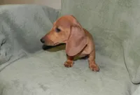 Ace, a male Miniature Dachshund for sale in Hillsboro, MO – 3 of 4