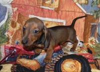Annie, a female Miniature Dachshund for sale in Hillsboro, MO – 2 of 7