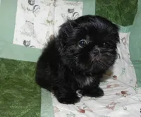 AKC Cricket, a female Shih Tzu for sale in Hillsboro, MO – 4 of 10