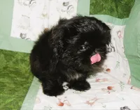 AKC Cricket, a female Shih Tzu for sale in Hillsboro, MO – 2 of 10