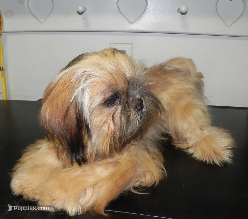 Chip – Shih Tzu puppy for sale in Hillsboro, MO