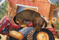 Annie, a female Miniature Dachshund for sale in Hillsboro, MO – 4 of 7
