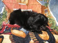 AKC Cricket, a female Shih Tzu for sale in Hillsboro, MO – 1 of 10