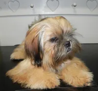 Chip, a male Shih Tzu for sale in Hillsboro, MO – 2 of 8