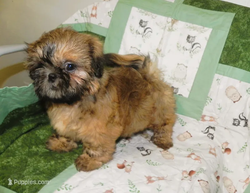 AKC Chip – Shih Tzu puppy for sale in Hillsboro, MO