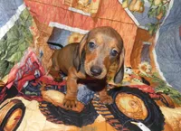 Annie, a female Miniature Dachshund for sale in Hillsboro, MO – 5 of 7