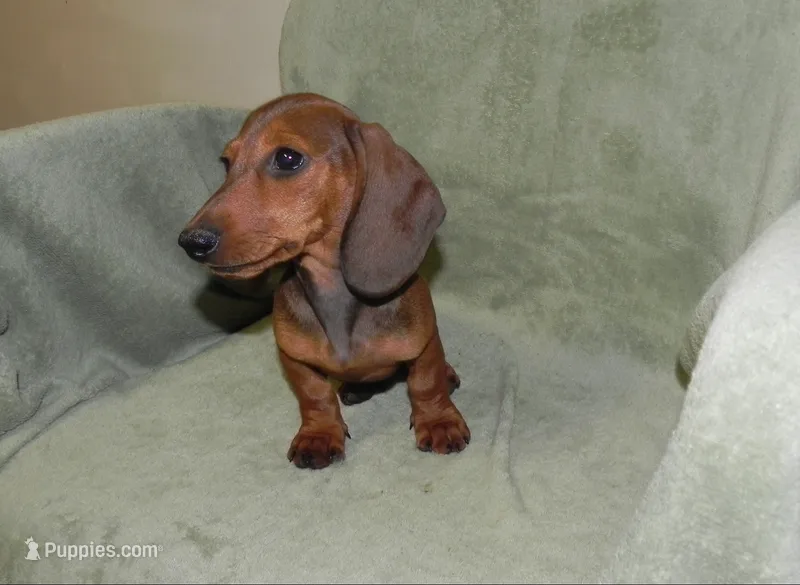 Atlas – Miniature Dachshund puppy for sale in Hillsboro, MO